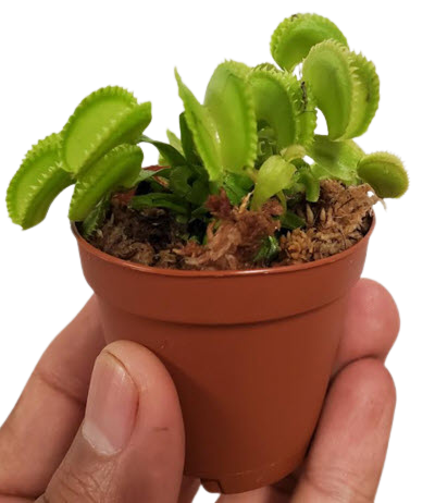 Green Venus Flytrap